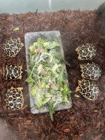 thumbnail_IMG_1802.jpg