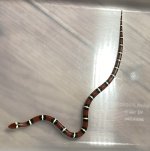 IMG_0176.jpeg