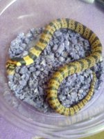 malecowelesi5050.jpg