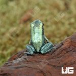 ug_CB_Mint_Terribilis_Dart_Frog_4.jpg