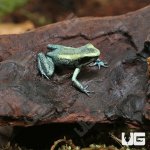 ug_CB_Mint_Terribilis_Dart_Frog_3.jpg