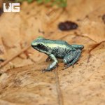 ug_CB_Mint_Terribilis_Dart_Frog_1.jpg