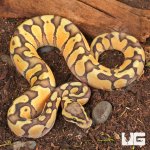 ug_Baby_Ghost_Enchi_Pastel_Ball_Python_1.jpg