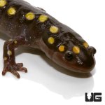 ug_new_spotted_salamander_1.jpg