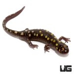 ug_new_spotted_salamander_2.jpg