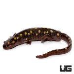 ug_new_spotted_salamander_3.jpg
