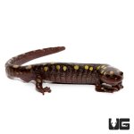 ug_new_spotted_salamander_4.jpg