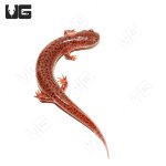 ug_red_salamander_4.jpg