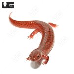 ug_red_salamander_3.jpg