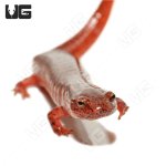 ug_red_salamander_2.jpg
