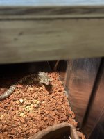 IMG_9241.jpeg