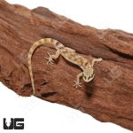 ug_Steudners_Pygmy_Gecko_5.jpg