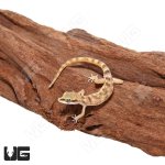 ug_Steudners_Pygmy_Gecko_4.jpg
