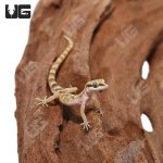 ug_Steudners_Pygmy_Gecko_3.jpg