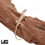 ug_Steudners_Pygmy_Gecko_2.jpg