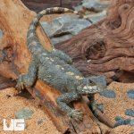 ug_Starred_Agama_4.jpg