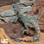 ug_Starred_Agama_3.jpg