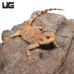 ug_painted_agama_2.jpg