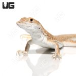 ug_boscs_fringe_fingered_lizard_4.jpg