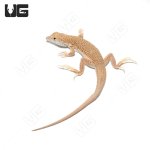 ug_boscs_fringe_fingered_lizard_3.jpg