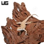 ug_boscs_fringe_fingered_lizard_2.jpg