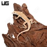 ug_boscs_fringe_fingered_lizard_1.jpg