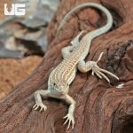 ug_Leopard_Fringe_Fingered_Lizard_5.jpg