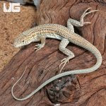ug_Leopard_Fringe_Fingered_Lizard_4.jpg