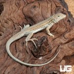 ug_Leopard_Fringe_Fingered_Lizard_3.jpg