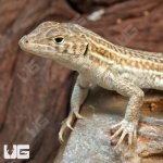 ug_Leopard_Fringe_Fingered_Lizard_2.jpg