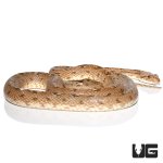 ug_adult_egyptian_diadem_ratsnake_4.jpg