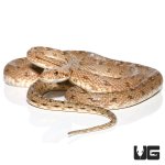 ug_adult_egyptian_diadem_ratsnake_3.jpg