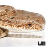 ug_adult_egyptian_diadem_ratsnake_2.jpg