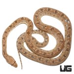 ug_adult_egyptian_diadem_ratsnake_1.jpg