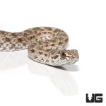ug_montpellier_snake_1.jpg