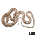 ug_montpellier_snake_2.jpg