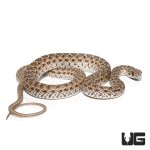 ug_montpellier_snake_3.jpg