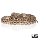 ug_montpellier_snake_4.jpg