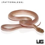 ug_baby_egyptian_cat_eye_snake_4.jpg