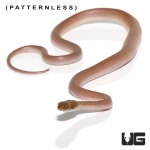 ug_baby_egyptian_cat_eye_snake_3.jpg