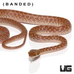 ug_baby_egyptian_cat_eye_snake_2.jpg
