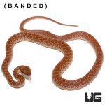 ug_baby_egyptian_cat_eye_snake_1.jpg