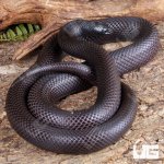 ug_Adult_Mexican_Black_Kingsnake_4.jpg