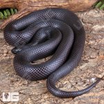 ug_Adult_Mexican_Black_Kingsnake_3.jpg