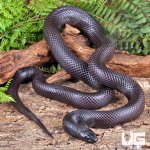 ug_Adult_Mexican_Black_Kingsnake_2.jpg