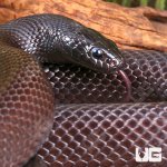 ug_Adult_Mexican_Black_Kingsnake_1.jpg