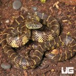 ug_Juvenile_Florida_Kingsnake_4.jpg