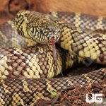 ug_Juvenile_Florida_Kingsnake_1.jpg
