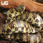 ug_Juvenile_Florida_Kingsnake_3.jpg