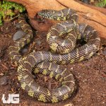 ug_Juvenile_Florida_Kingsnake_2.jpg